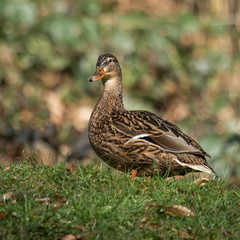 Stockente
