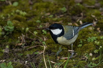 Obraz premium Kohlmeise