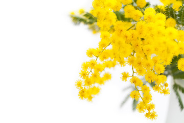 Spring flowers: mimosa on white background