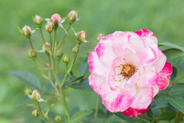 Obraz premium Rose flower and green leaf background in garden at sunny summer or spring day for postcard beauty decoration and agriculture concept design.