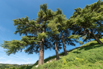 Fototapeta premium Cedars of Lebanon - Cedar of Lebanon;