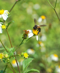 bee and flower in garden