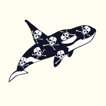 Killer whale with skull and crossbones print on skin, hand drawn doodle sketch, isolated vector outline illustration