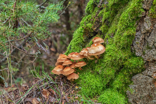 Family of brown mushrooms on a tree trunk in an autumn forest.