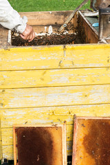 Beekeeper  looks after bees in the garden ,beekeeper prepares remove honey from the beehive; beekeeping, apiculture and halthy lifestyle concept