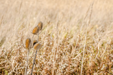 Dry thistle. Dry thistle at the end summer. 

