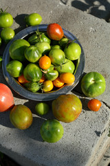 Green toatoes harvest on concrete