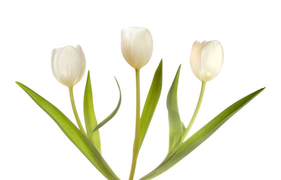 Three white tulips
