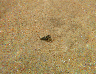 Textured shell on grainy sand