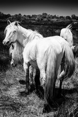 Weiße Pferde in der Camargue in schwarzweiß