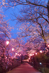 風頭公園の夜桜