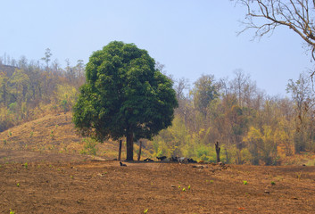 landscape of tree and hill