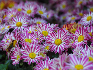 Obraz premium Beautiful of Chrysanthemums flower in the garden.