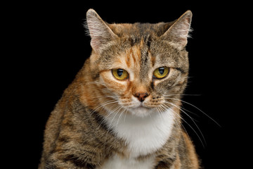 Portrait of Fat Ginger Calico Cat, Looks Sad on Isolated Black Background, front view
