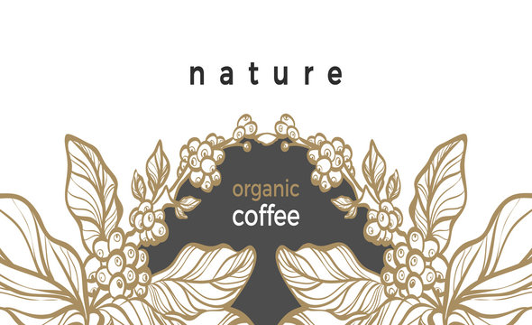 Template of coffee branch. Vector illustration