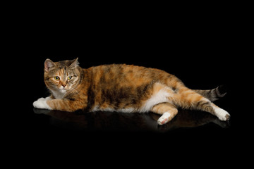 Fototapeta na wymiar Fat Ginger Calico Cat Lying on Isolated Black Background, side view