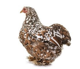 pekin chicken in studio