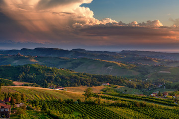 Green vineyards on the hills of Piedmont, Italy.