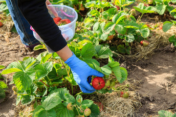 Fototapeta premium Female farmer are picking red ripe strawberries in plastic bowl