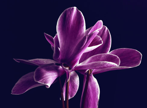 cyclamen , rose , fleur , nature 