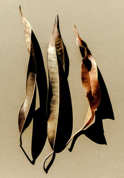 feuilles , ficus , feuille morte , 