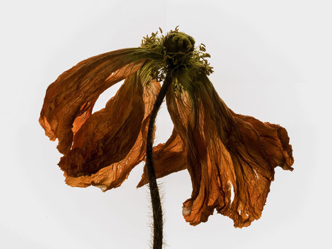 fleur ,  fan&eacute;e  , gros plan , p&eacute;tales 