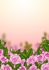 Rose background by hand drawing.Beautiful flower on white background.Rose art highly detailed in line art style.Rosa queen elizabeth rose for wallpaper