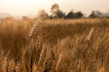 Fototapeta premium Barley Field in period harvest at sunset.