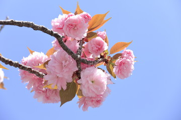八重桜