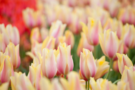 Blushing Beauty tulips blooming