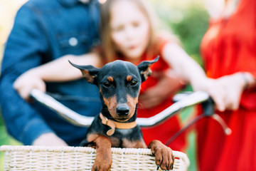 small brown puppy pinscher sitting in a basket of a bicycle