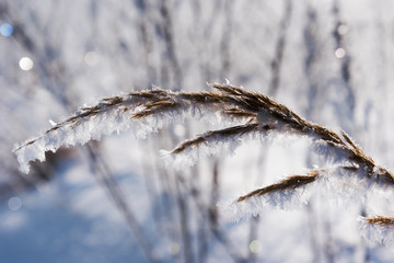 Hoarfrost on dry grass in cold winter morning.