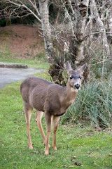 northwest deer on grass in winter