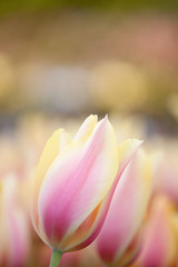 Blushing Beauty tulips blooming