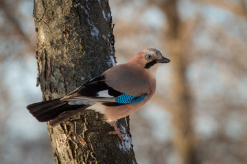 Eurasian jay in winter