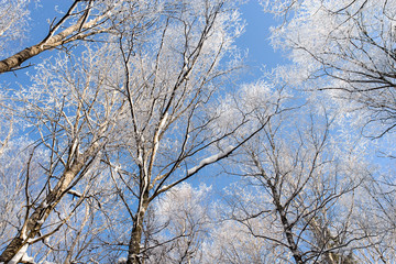 Fototapeta na wymiar A crystal frost on the trees.
