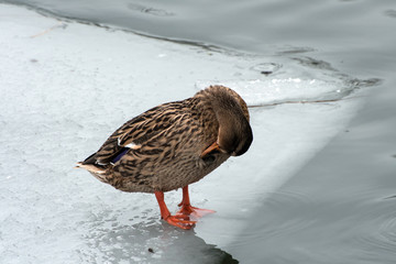 Female Mallard preening standing on ice