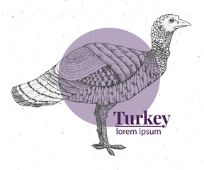 Vector hand drawn turkey illustration. Retro engraving style. Sketch farm animal drawing. Logo template.