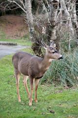 northwest deer on grass in winter