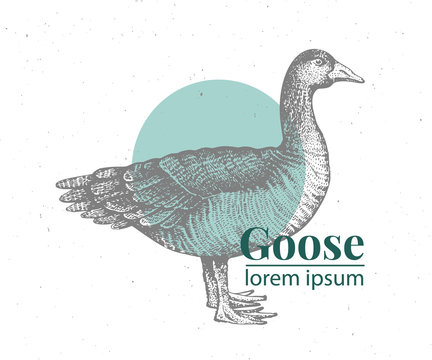 Vector hand drawn goose illustration. Retro engraving style. Sketch farm animal drawing. Duck logo template.