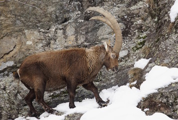 stambecco alpino (Capra Ibex)
