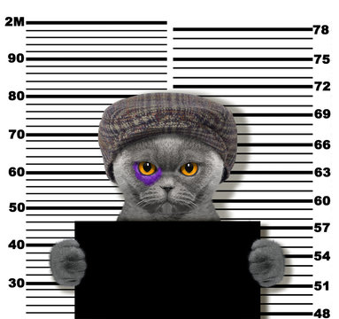 Criminal cat at the police station. Photo on white