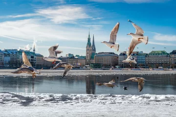Hamburg Alster im Schnee / Winter mit Möwen und blauem Himmel  © alexkmedia