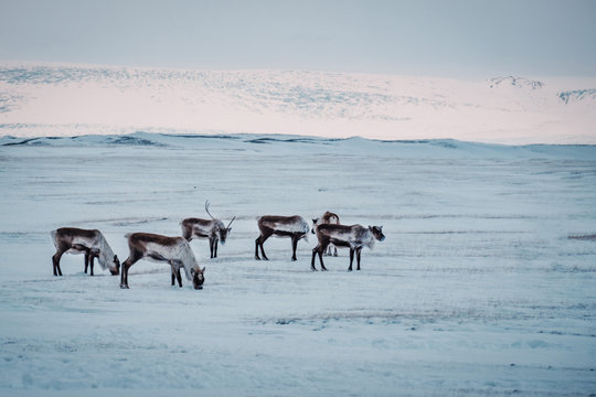 Fototapeta Icelandic reindeer grazing near the Glacier Lagoon in south east Iceland in its natural winter environment.