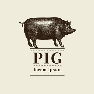 Vector illustration of black pig silhouette. Retro engraving style. Sketch farm animal drawing. Logo template.