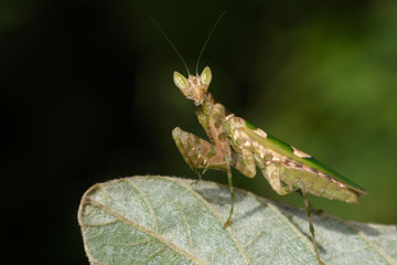 Image of flower mantis(Creobroter gemmatus) on green leaves. Insect, Animal.