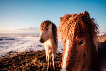 Fototapeta premium Typical Icelandic hairy horse grazing in snow blizzard. Iceland breed horse in wintertime in hard conditions snowy freezing winter at Iceland.