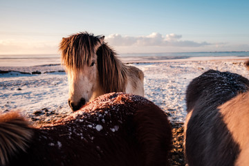 Fototapeta premium Typical Icelandic hairy horse grazing in snow blizzard. Iceland breed horse in wintertime in hard conditions snowy freezing winter at Iceland.