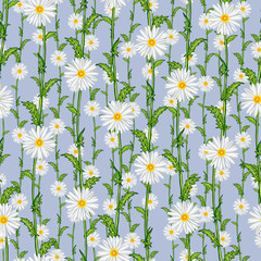 Seamless pattern from field chamomiles in the style of Provence. Spring