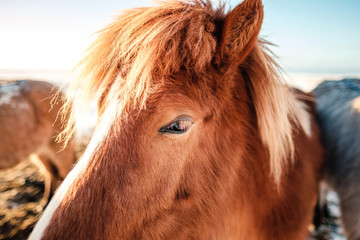 Typical Icelandic hairy horse grazing in snow blizzard. Iceland breed horse in wintertime in hard conditions snowy freezing winter at Iceland.